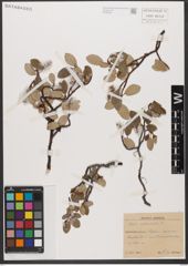 Foto von Salix reticulata L.
